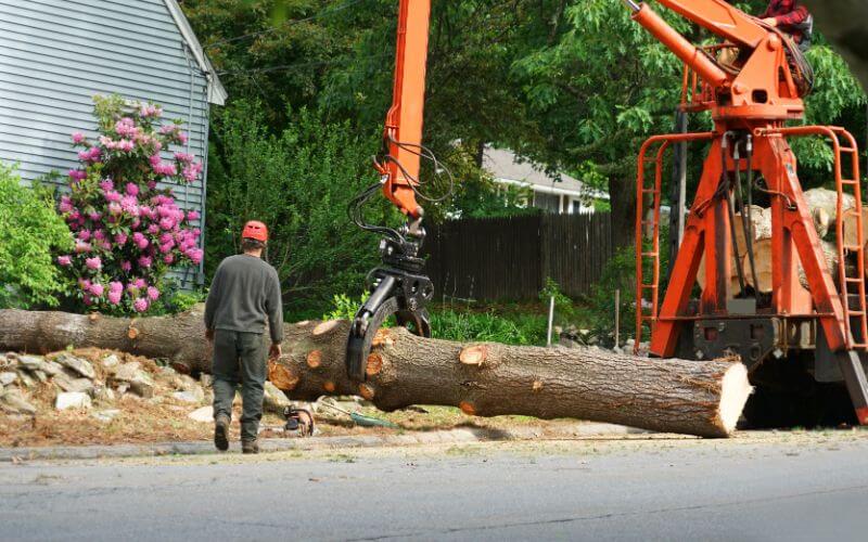Tree Removal Services Louisville