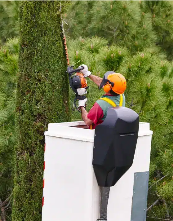 benefits-of-hiring-tree-removal-services
