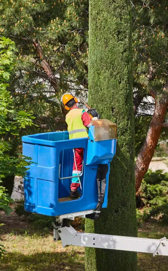 tree-trimming-services