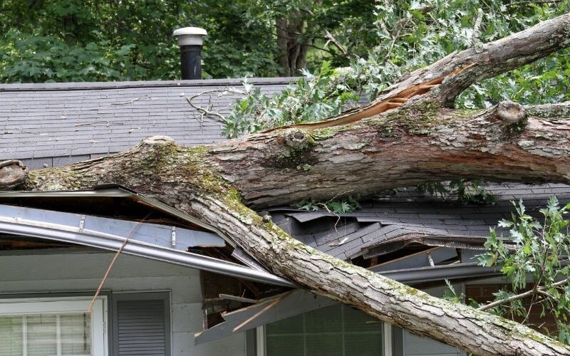 Emergency tree rescue services