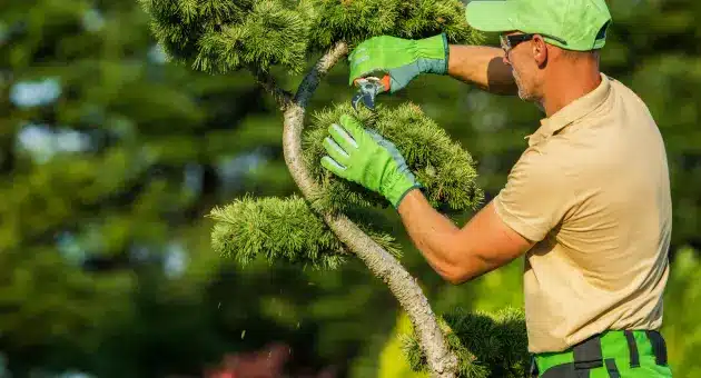 Tree trimming image 5