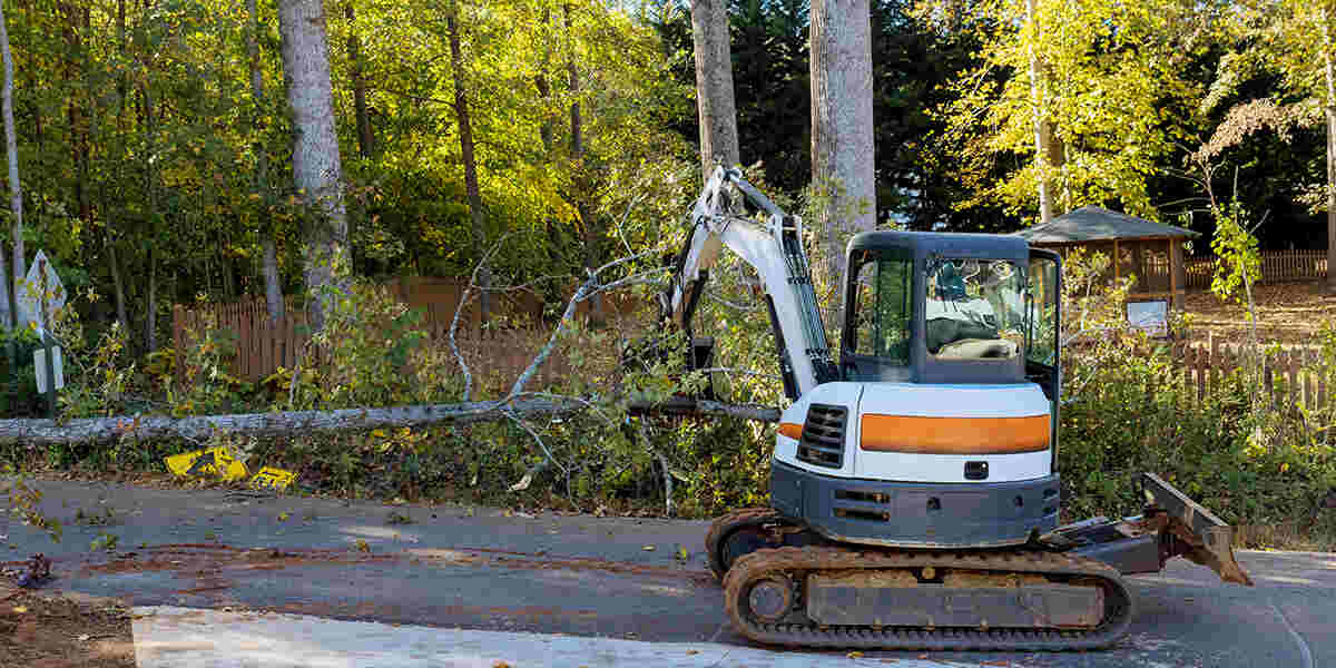 does cutting down trees increase property value
