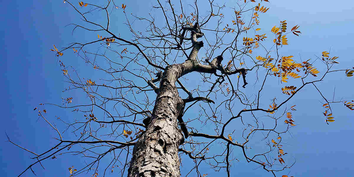 how to tell if a tree is dying