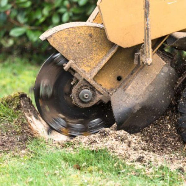 Stump Grinding Stump Removal Services Louisville