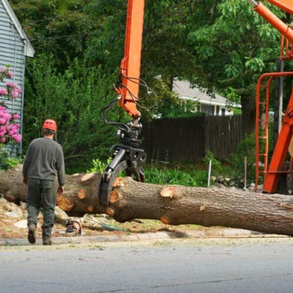 Tree Removal Services Louisville
