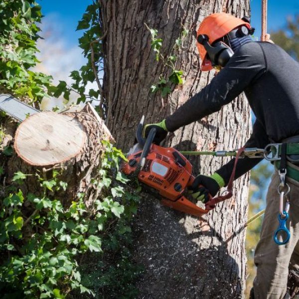 Tree Trimming Services Louisville