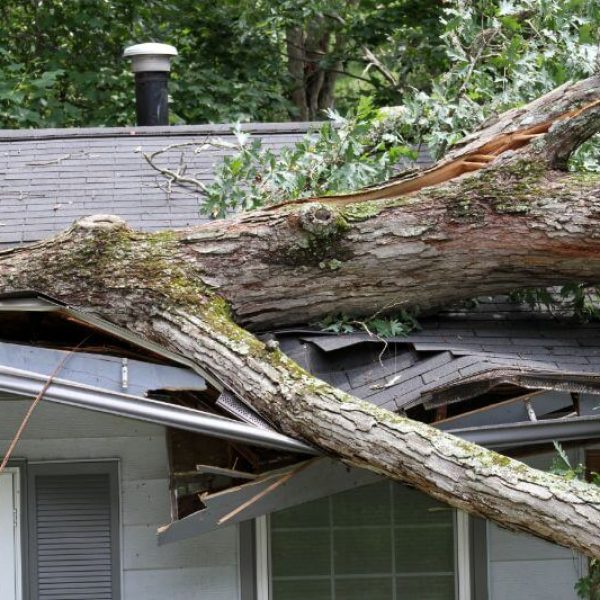 Emergency Tree Removal Louisville