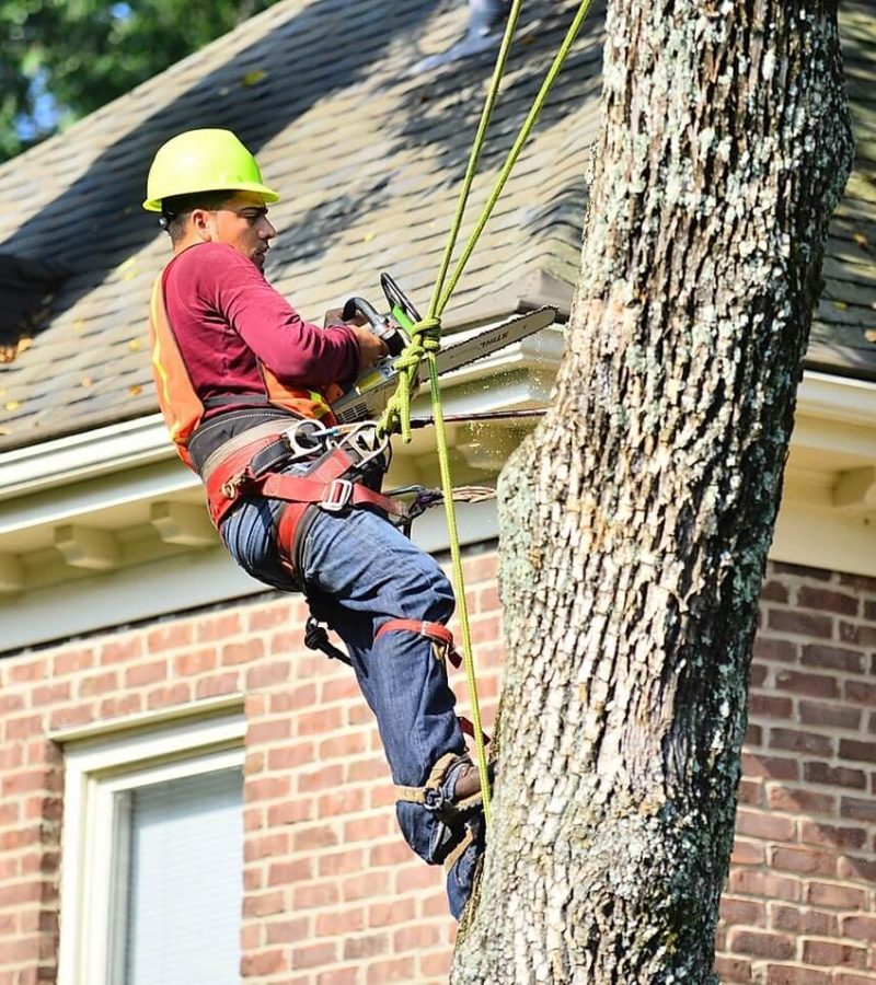 Tree Removal & Trimming Louisville